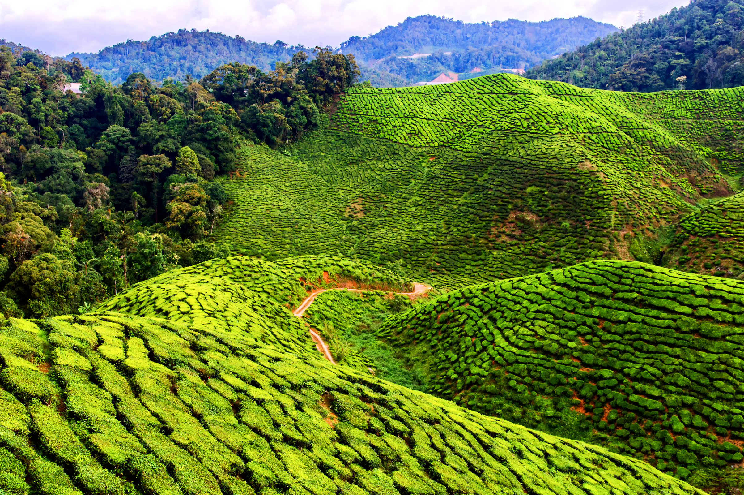 Cameron Highlands